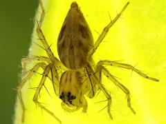 (Striped Lynx Spider) backlit