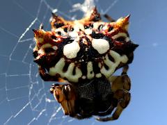 (Asian Spinybacked Orbweaver) female