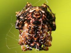 (Asian Spinybacked Orbweaver) female ventral