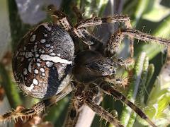 (Cross Orbweaver) dorsal