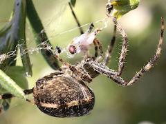 (Cross Orbweaver) lateral