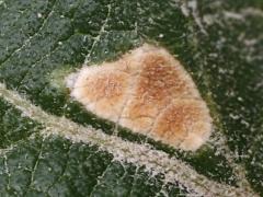 Eriophyidae Gall Mite rust on Common Lantana