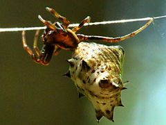 (Spined Micrathena) female dorsal