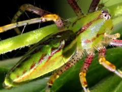 (Green Lynx Spider) dorsal