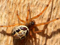 (Noble False Widow) Brown dorsal