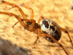 (Noble False Widow) white profile