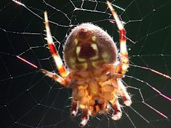 (Spotted Orbweaver) underside