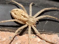 (Running Crab Spider) dorsal