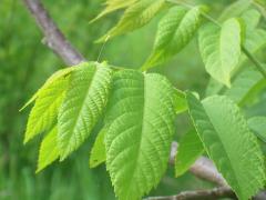 (Green Lacewing) egg on Black Walnut