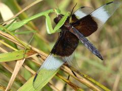 (Chinese Mantis male eats Widow Skimmer)