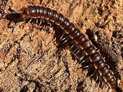 (Greenhouse Millipede) dorsal