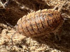 (Rathke’s Woodlouse) rear