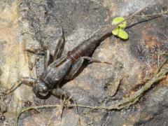 (March Brown Mayfly) nymph