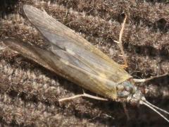 (Caddisfly) dorsal