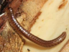 Diplopoda Millipede on Bur Oak