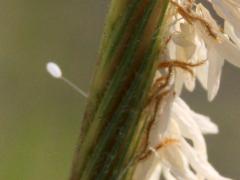 Green Lacewing egg on Prairie Cord Grass