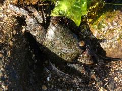 (Alamihi Rock Crab) dark