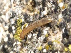 (Greenhouse Millipede) dorsal