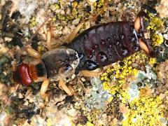 (Striped Earwig) male dorsal