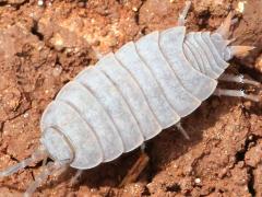 (Powder Blue Isopod) dorsal