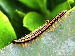 (Orange Rosary Millipede) dorsal