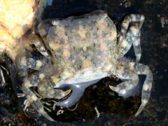 (Depressus Varunid Crab) female dorsal