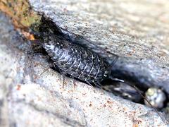 (Wharf Louse) dorsal