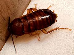 (American Cockroach) nymph