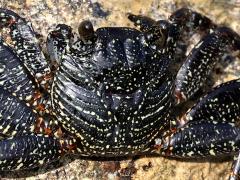 (Thin-shelled Rock Crab) dorsal