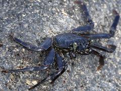 (Thin-shelled Rock Crab) lateral