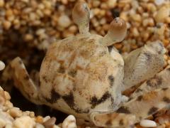 (Pallid Ghost Crab) burrow