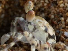 (Pallid Ghost Crab) lateral