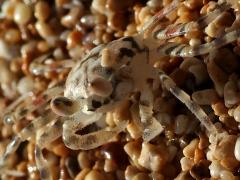 (Pallid Ghost Crab) profile