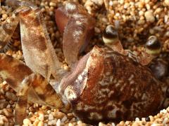 (Pallid Ghost Crab) burrow