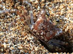 (Pallid Ghost Crab) dorsal