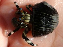 (Seurat's Hermit Crab) dorsal