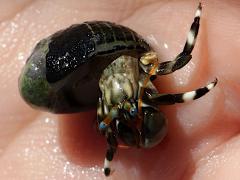 (Seurat's Hermit Crab) ventral