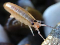 (European Sand Hopper) dorsal