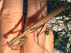 (European Mantis) dorsal