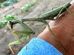 (Mediterranean Mantis) frontal