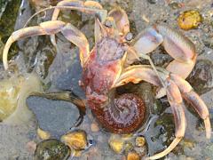 (Long-clawed Hermit Crab) naked