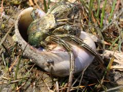 (Thinstripe Hermit Crab) dorsal