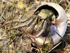 (Thinstripe Hermit Crab) frontal