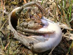 (Thinstripe Hermit Crab) lateral