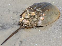 (Atlantic Horseshoe Crab) dorsal