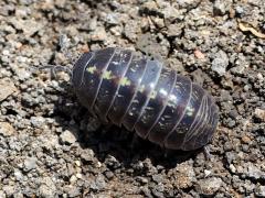 (Common Pill Woodlouse) dorsal