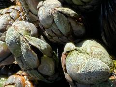 (Gooseneck Barnacle) colony