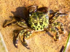 (Striped Shore Crab) dorsal