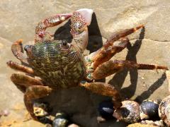 (Striped Shore Crab) lateral