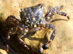 (Striped Shore Crab) top